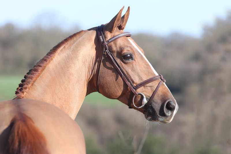FALKO DE HUS nous a quittés