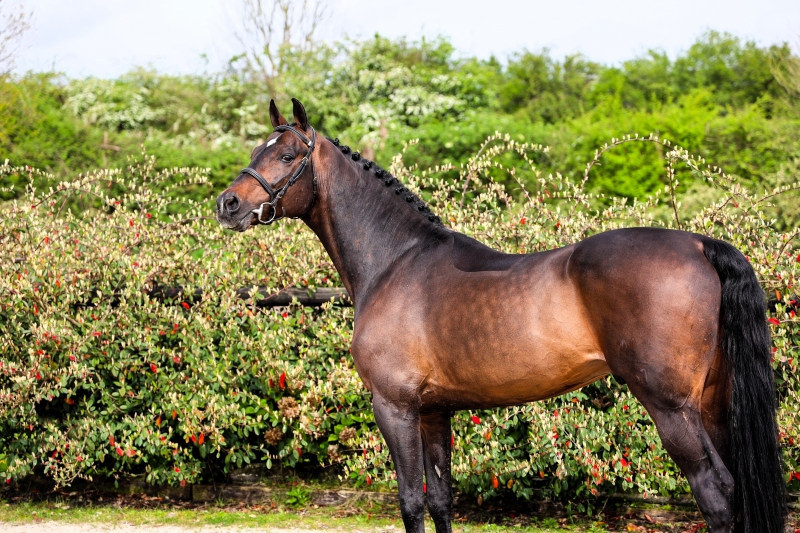 Le superbe CINSEY arrive à Saint Lo