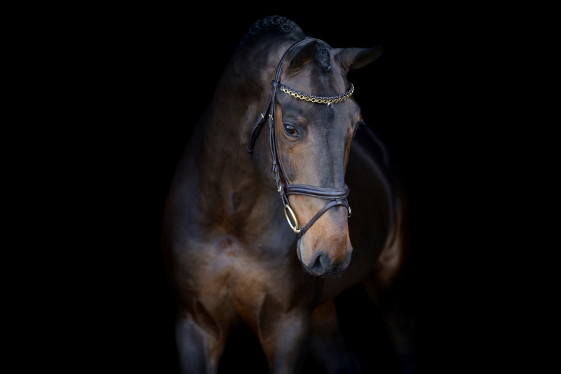 WELCOME TO DOLLAR DU ROUET