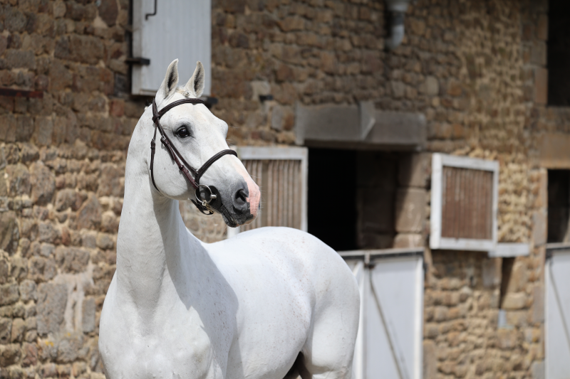 SCUDERIA 1918 CASAGO retires from sport and available in fresh semen