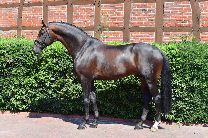 FURST TOTO APPROUVE SELLE FRANCAIS