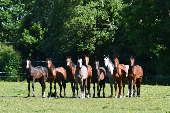 Notre premier lot de poulains est prêt à franchir une nouvelle étape