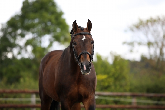 DISPONIBILITES DES ETALONS