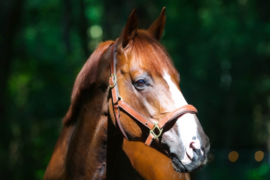 Il y a quelque chose de spécial autour de CANDY