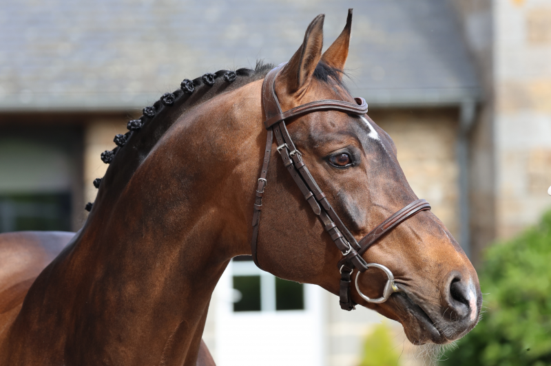 CORNET'S PRINZ - PODIUMS EN ÉLEVAGE ET EN COMPÉTITION