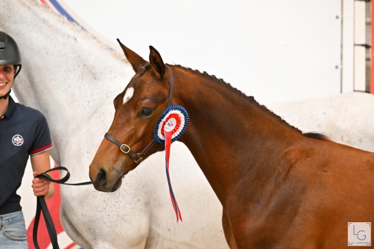 FOAL CHAMPIONSHIP 2025: CONGRATULATIONS AND THANK YOU!