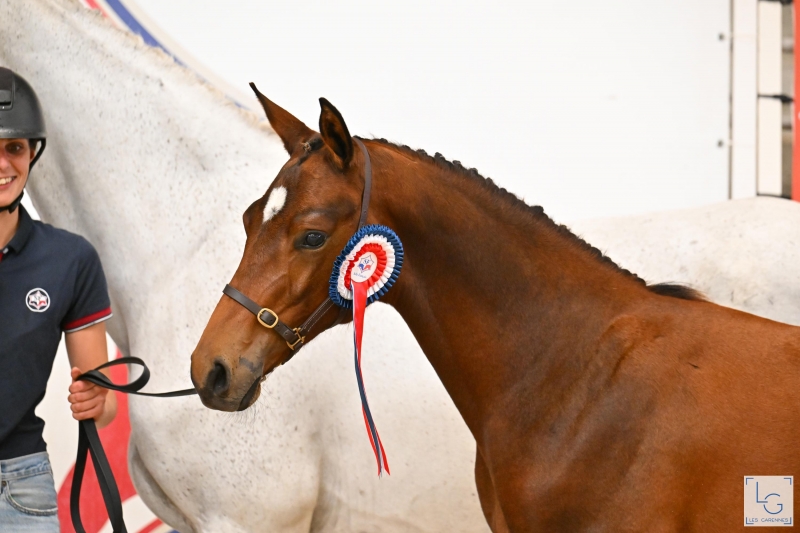 FOAL CHAMPIONSHIP 2025: CONGRATULATIONS AND THANK YOU!