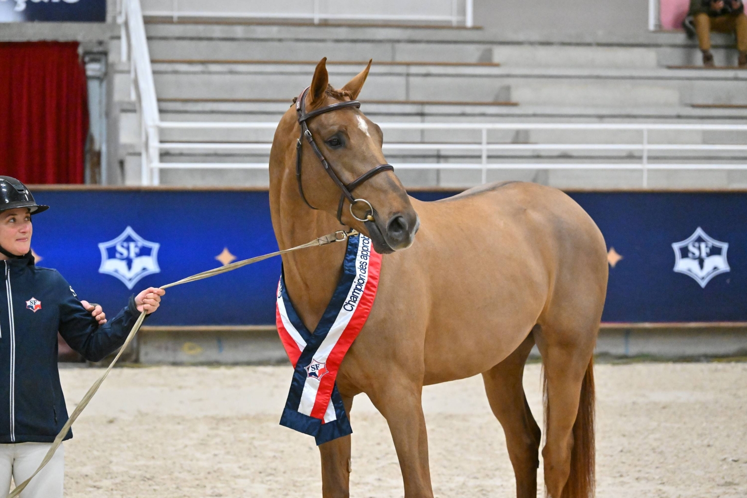 Doublé GFE dans le Championnat des étalons