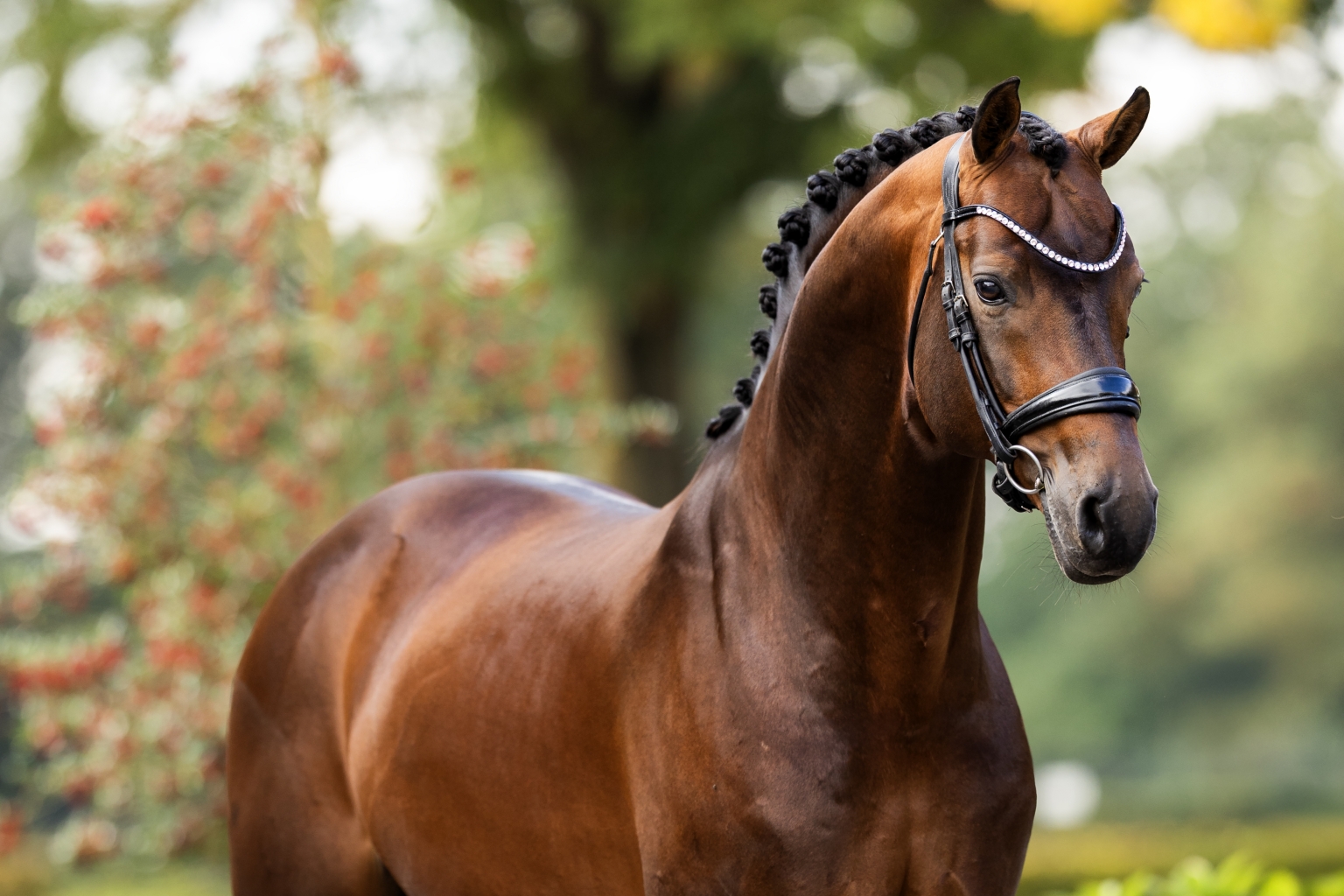 QUOI DE NEUF EN DRESSAGE EN 2026 ?