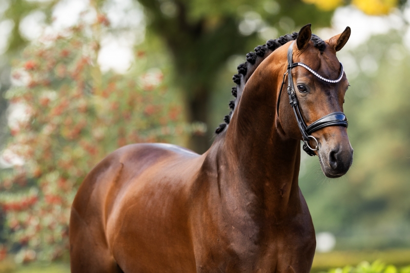 QUOI DE NEUF EN DRESSAGE EN 2026 ?