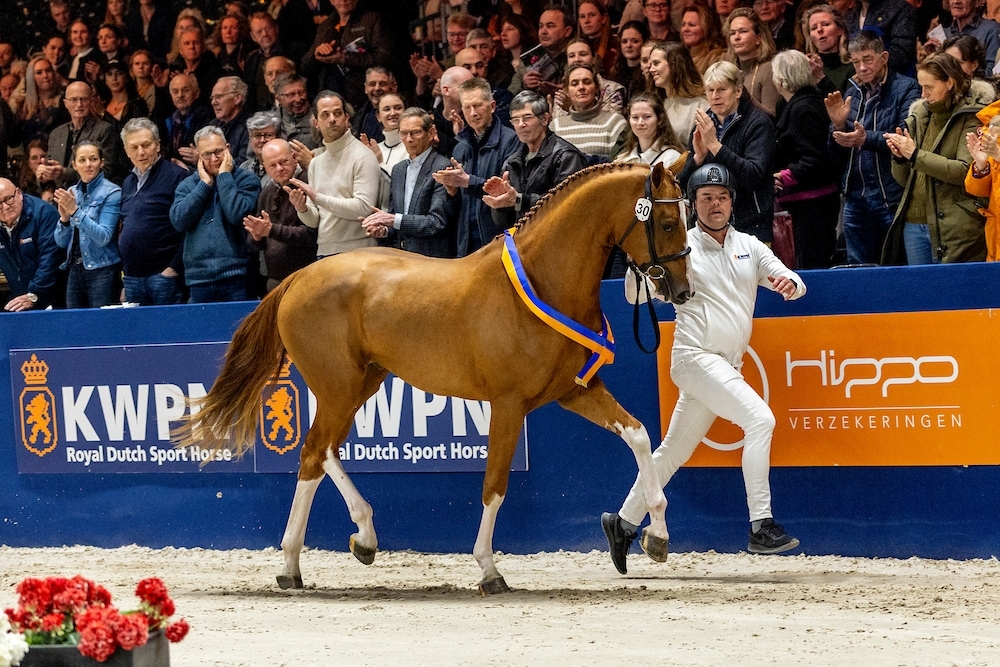 Approbations BWP, DSP et KWPN : Chacoon Blue à l’honneur