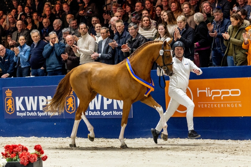 Approbations BWP, DSP et KWPN : Chacoon Blue à l’honneur