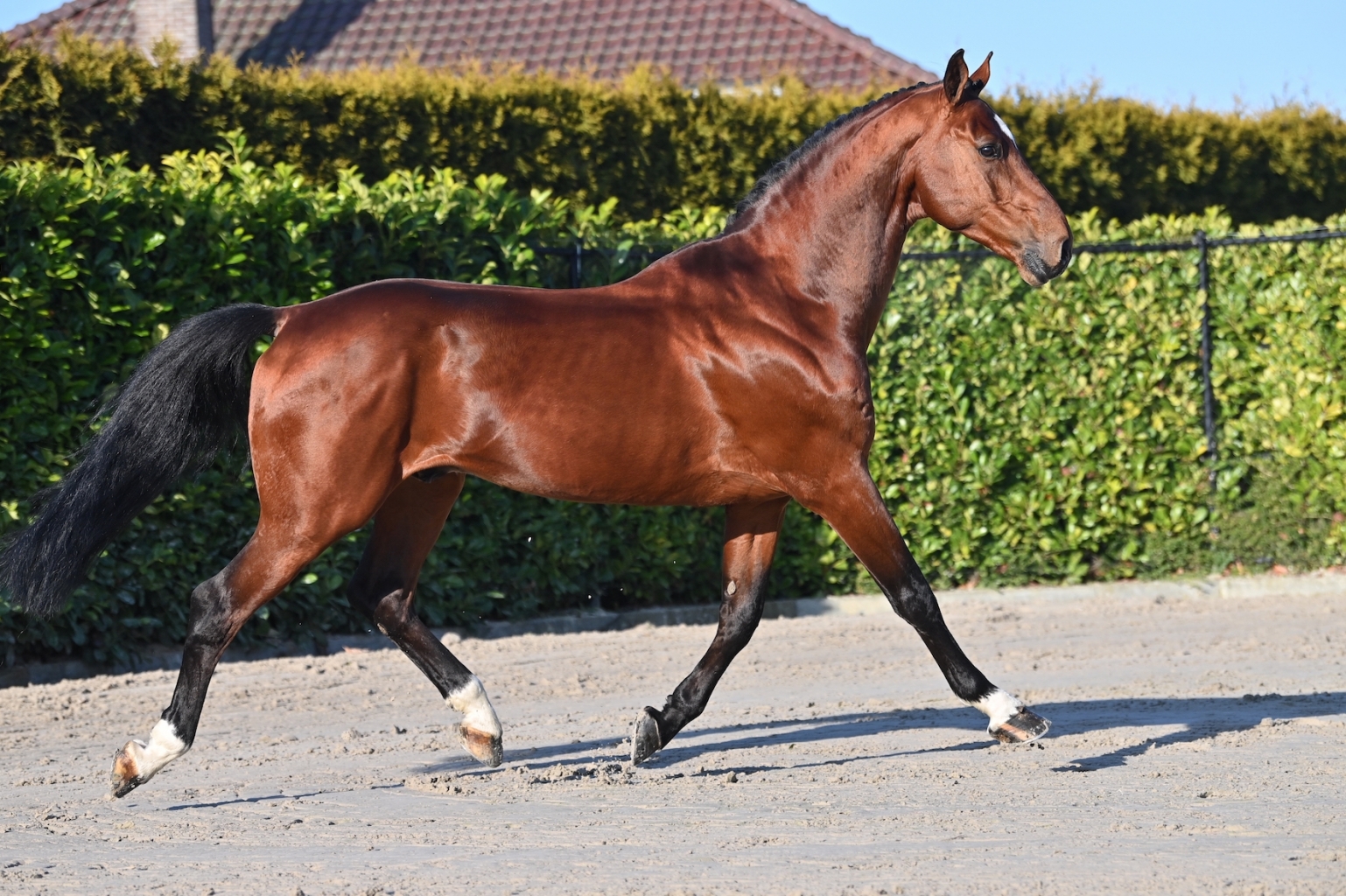 DON'T TOUCH TIJI HERO REJOINT LE CATALOGUE DU GFE