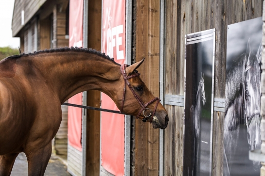 Les Maîtres du Salon des Étalons 2026 !
