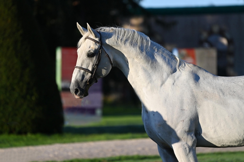 STAKKATOL s'en est allé par un jour gris et froid de printemps.