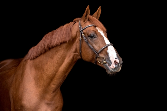 FONTAINEBLEAU : LE JARDIN DES CANDY !